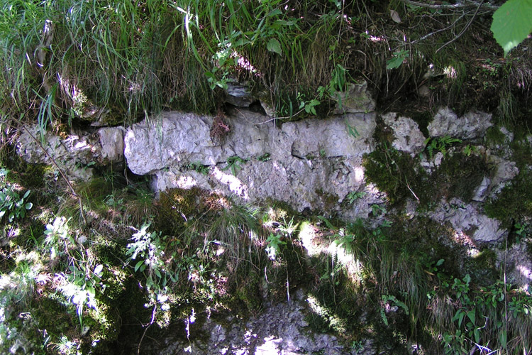 Kammerstein: Reste der quer über den Hang verlaufenden Mauer.