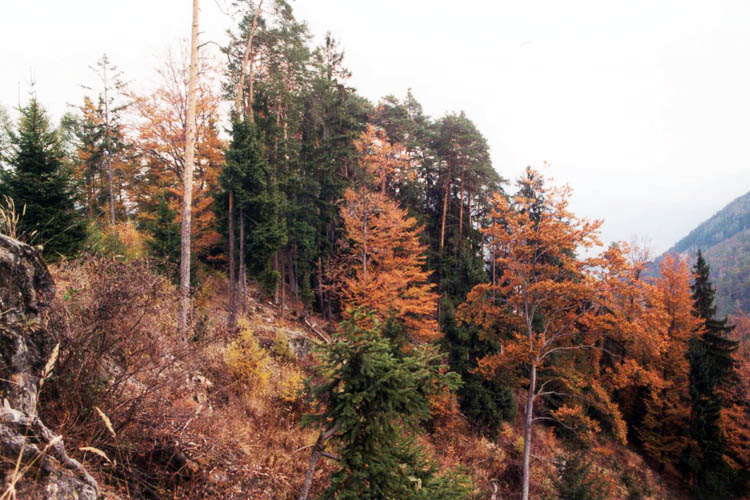 Henneberg: Der Burgfelsen von der Bergseite aus gesehen.