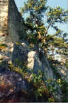 Scheuchenstein