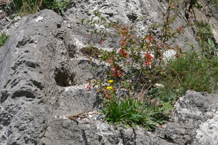 Fragenstein: elsfundament des Palas