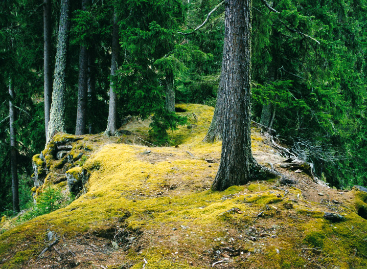 Edenvest: Das Burggelände vor den Ausgrabungen, Foto 1998